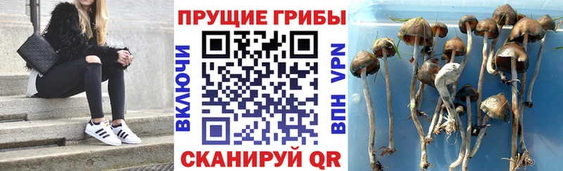 Псилоцибиновые грибы мицелий Купить Спас-Деменск